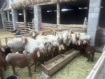 хомяк домашний купить: Продаю | Овца (самка) | Для разведения | Матка — 3