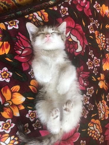 котята рыжие: Отдаю двух котят в один дом, отдам в хорошие руки! — 2