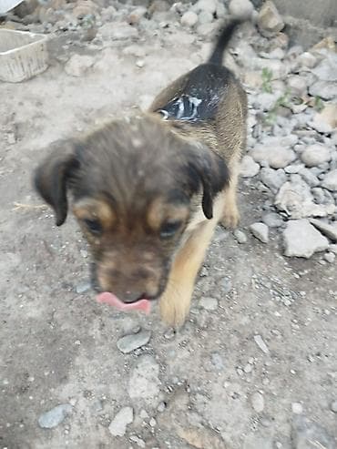 Отдаем в хорошие руки без платы😌 Щенки дворняжки - Щенки разного