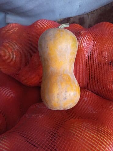 продам тыкву: Тыква мускатная рамашка (сорт с ярко выраженными ребрами — 3