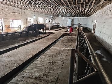 бишкек продаю дом село нижний алаарча: Сдаю действующий фермерский комплекс для КРС. Электричество и вода — 4