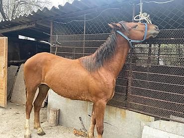 пони конь: Продаю | Жеребец | Рабочий — 4