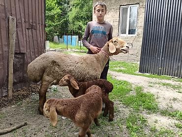 Баран, овца: Продаю | Овца (самка) | Арашан — 1
