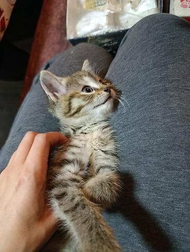 бенгальский кот: Беспородная, 2 месяца, Мальчик, Приучена к лотку — 3