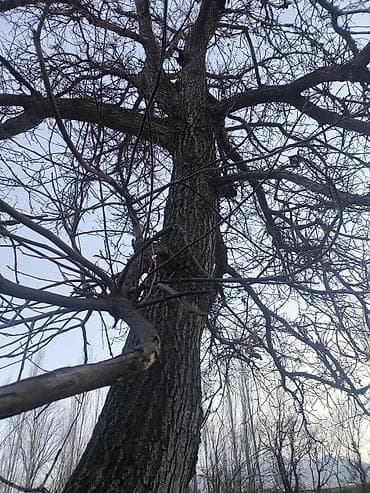 клевер белый семена купить: Саженцы деревьев: Ореховые деревья — 2