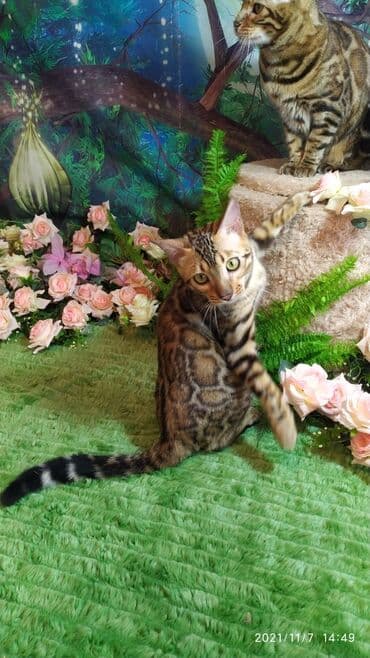 купить породистых котят: Шикарные бенгальские котята 3-4мес. Лучший подарок для любящего — 5