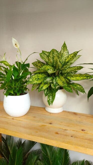 шланг для воды армированный: Комнатные растения для дома и офиса — декоративнолистные и пальмы — 8