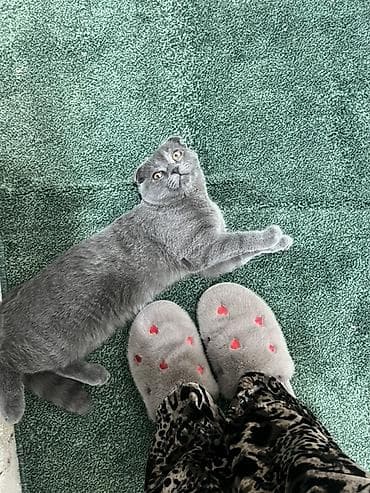 купить кошки: Продаётся очень красивый вислоухий котик (шотландская порода) 🐾 С — 4