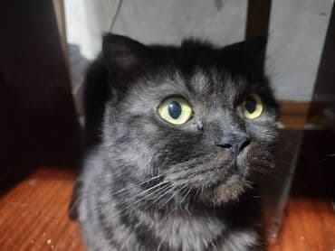 Мышыктар сатылат: Ангор, 10 айлык, Ургаачы, Ак, Лотокко барууга үйрөтүлгөн — 10