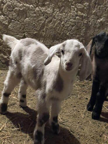 дом животных: Продаю | Козлёнок | Для разведения — 9