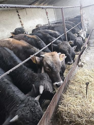 ротвейлер бишкек: Сатам | Бука (эркек) — 3