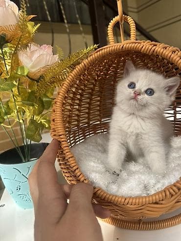 кошка шотланка: Скотиш Страйт (Шотландская прямоухая), 1 месяц, Девочка, Золотая шиншилла, Приучена к лотку, Проглистована, С документами — 8