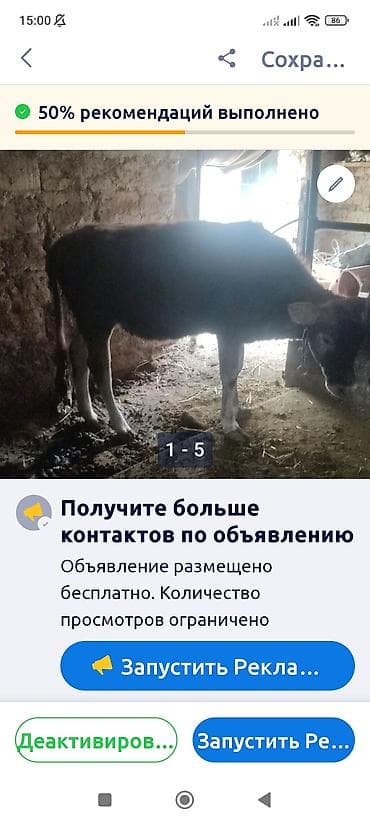 мишка маленький: Продаю | Тёлка | Привязанные — 1