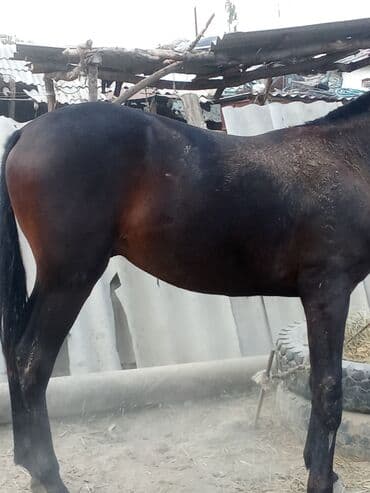 купить породистую собаку: Сатам | Жылкы (эркек) | Англиялык | Ат спорту | Асыл тукумдуу — 1