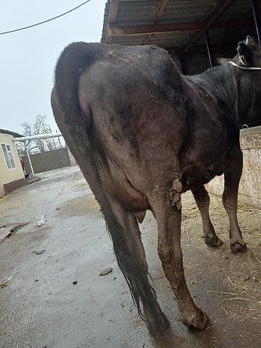 кызыл октябрь: Сатам | Уй (ургаачы) | Сүт алуу үчүн | Байланган — 4