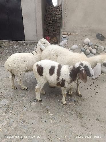 дикая утка: Продаю | Овца (самка) | На забой | Матка — 3