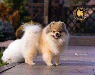 акустические системы bluedio колонка в виде собак: Шпиц, 9 месяцев, Самец, С прививкой — 4