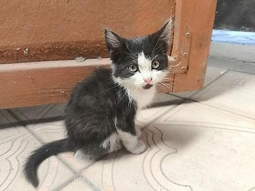 животные кошки: Кошка даром: Беспородная, 2 месяца, Мальчик — 8