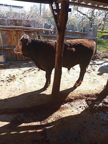 Продаю | Бык (самец) | На откорм