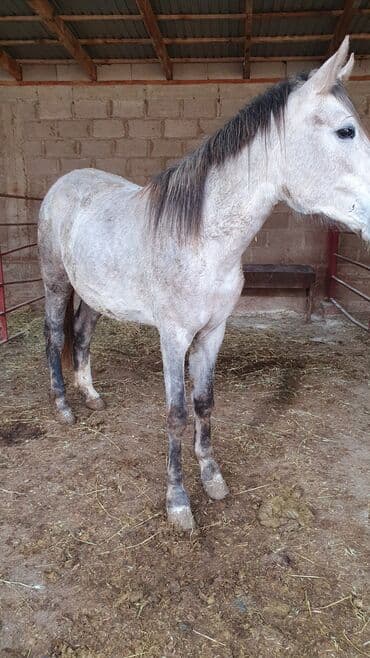 весы для животных: Продаю | Кобыла (самка) | Полукровка — 3