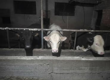 работу разнорабочий: Требуется Скотник, Оплата Ежемесячно — 1