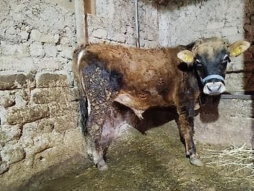 куплю корову на мясо: Продаю | Бык (самец) | Полукровка | На откорм | Привязанные — 1