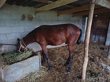 голубая рыбка: Продаю | Жеребец | Конный спорт — 2