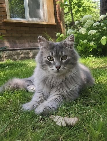 Кошка даром: Беспородная, 2 года, Мальчик