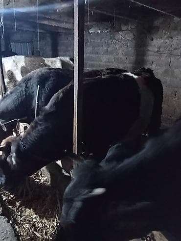 Ветеринар кызматы: Сатам | Уй (ургаачы) | Сүт алуу үчүн | Байланган — 4