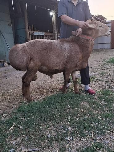 Ветеринар кызматы: Сатам | Кочкор (эркек) | Көбөйтүү үчүн — 5