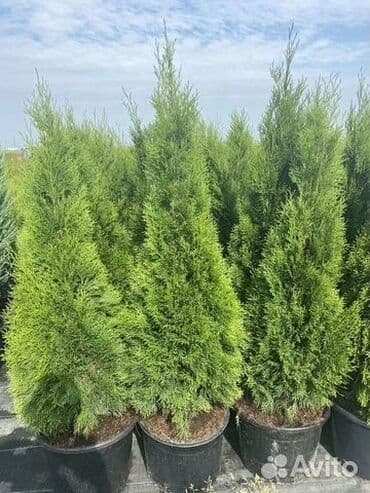 колоновидная туя: Саженцы деревьев: Туи — 1