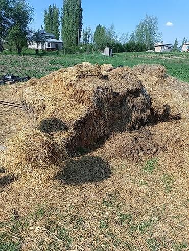 продаю кролов: Саман тук менен. Эндей да сатылат — 3