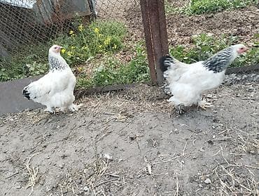 кой кыркам: Продаю | Куры | Полубрама, Домашняя | Несушки — 3