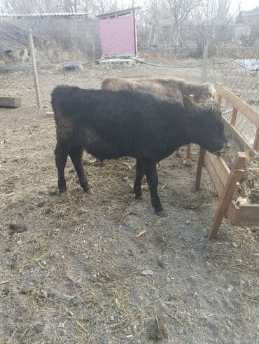 доска объявлений продажа собак: Продаю | Бык (самец), Музоо, торпок — 4