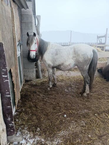 кой союп: Сатам | Жылкы (эркек) | Жумушка — 2