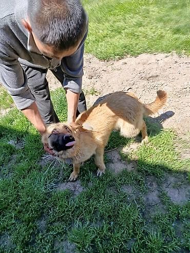 такса щенок цена: Немецкая овчарка, юниорного возраста, рыже-рыжий окрас с чёрной — 4