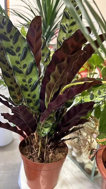 Калатея ланциолатная (Calathea lancifolia, Rattlesnake Plant) - — 2