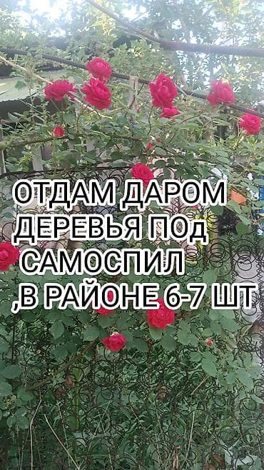 даром дрова: Отдам даром деревья под самоспил. Примерно 6–7 штук — 1
