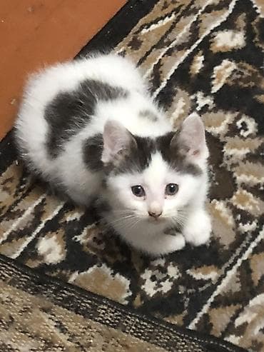 кошка белый: 3 девочки срочно ищут новый дом ! К лотку приучены — 3