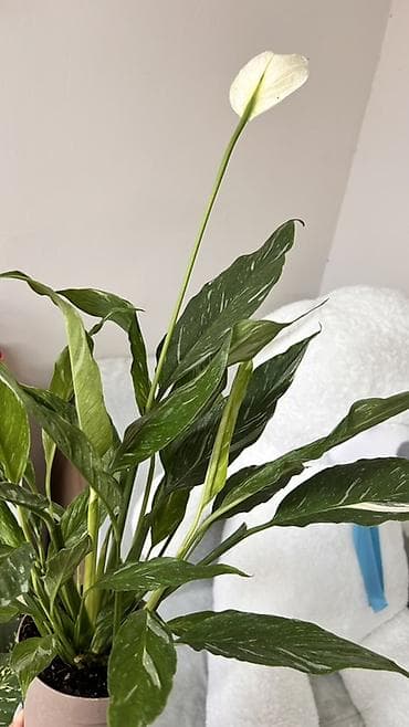 Бөлмө өсүмдүктөрү: Спатифиллум вариегатный (Spathiphyllum) в горшке. - Сорт с мраморной — 1