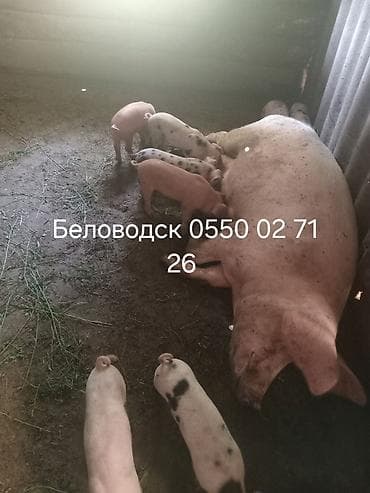 дикие утки: Продаю | Поросенок | Для разведения | Матка — 1
