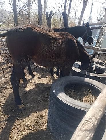 лошади жеребёнок: Продаю | Жеребенок | Рабочий — 4