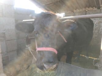 мышык кичинекей: Сатам | Уй (ургаачы) | Голштин | Көбөйтүү үчүн, Сүт алуу үчүн | Бооз — 1