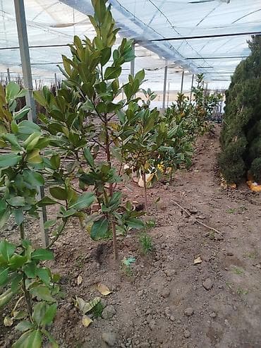 Саженцы деревьев: Магнолии