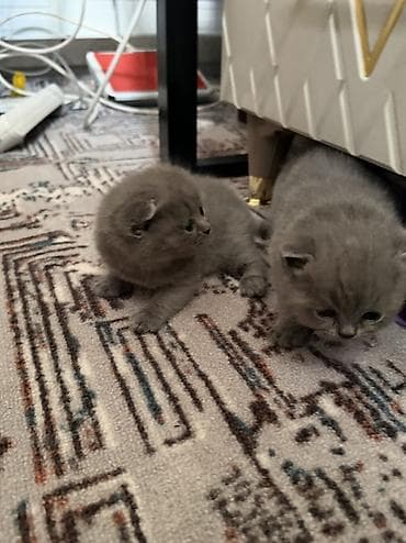 Продажа кошек: Шотландские котята,(страйт и скотиш фолд) окрас голубой (blue). Отец — 9