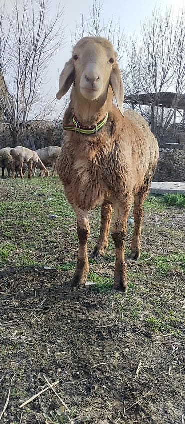 живой баран: Продаю | Баран (самец) | Арашан | Для разведения | Осеменитель — 2