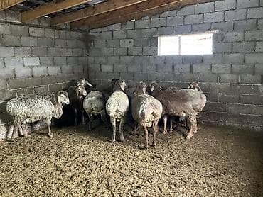 ангус парода: Продаю | Баран (самец) | Гиссарская | На забой, Для разведения — 3