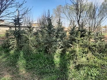 Ели голубые (Picea pungens, «голубая ель») для озеленения участков — 1
