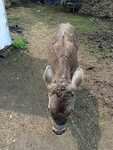 ветеринар бишкек: Продаю | Бык (самец) | На откорм | Привязанные — 5