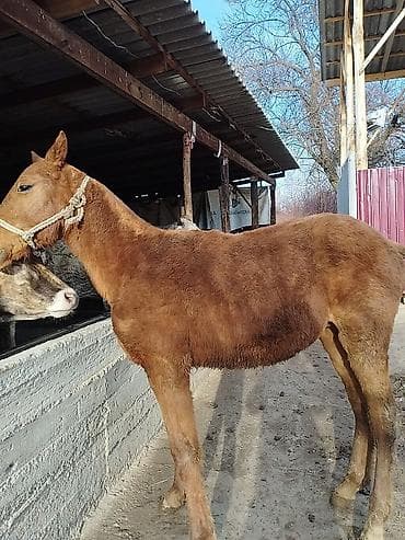 Птицы: Продаю | Жеребенок | Дончак | Для разведения | Племенные — 4